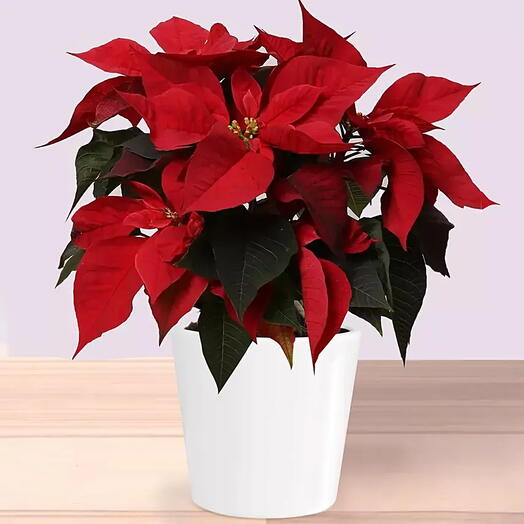 Poinsettia Plant in Elegant White Plastic Pot