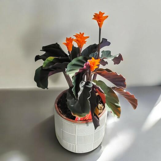 Calathea Crocata