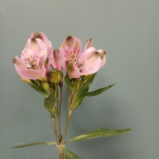 Alstroemeria