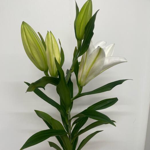 lily