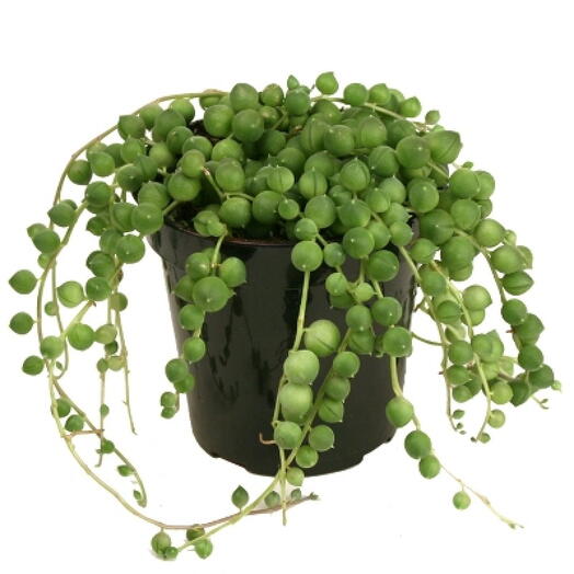 Indoor Senecio Rowleyanus – String of Pearls Green