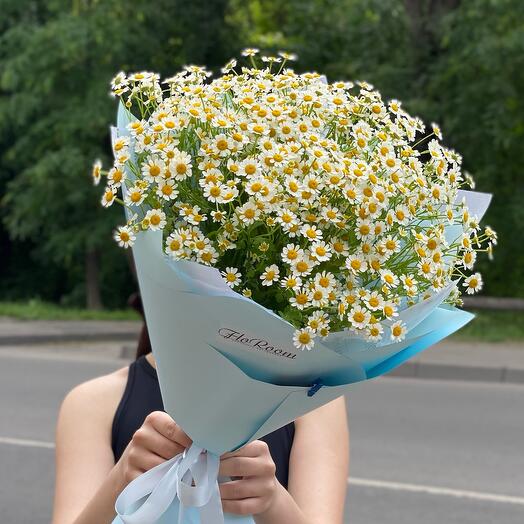 Ромашки полевые🌼