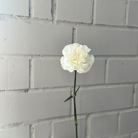 Диантус белый (гвоздика)