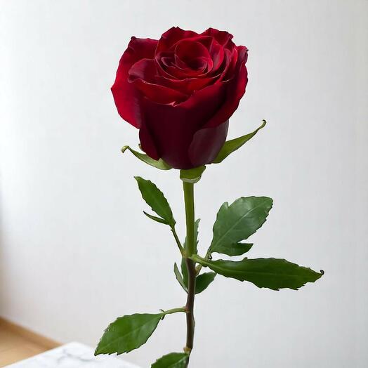 Red rose