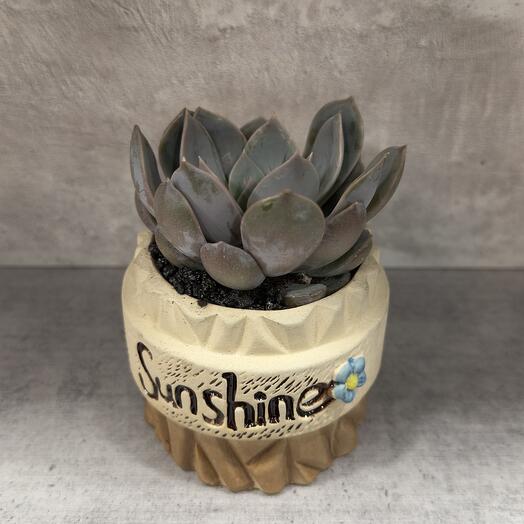 Суккулент «Sunshine
