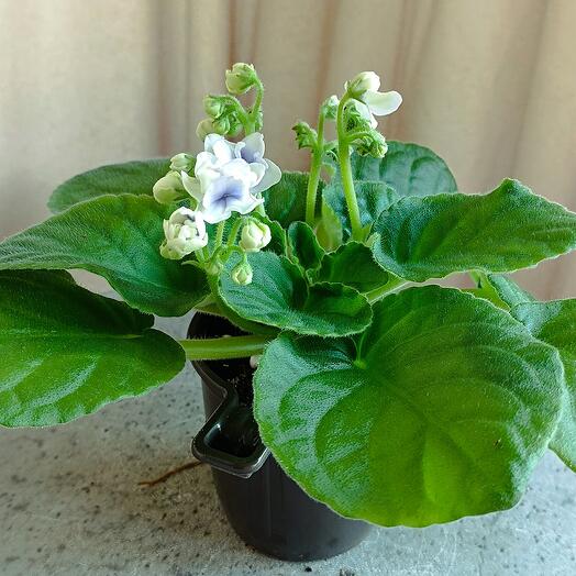 Цветущая фиалка (*6/1) сенполия