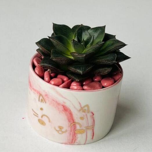 Indoor succulent plant in a pot with a pussy