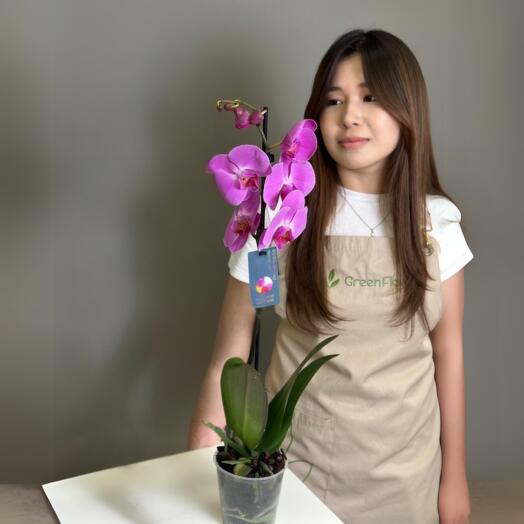 Орхидея 65 см