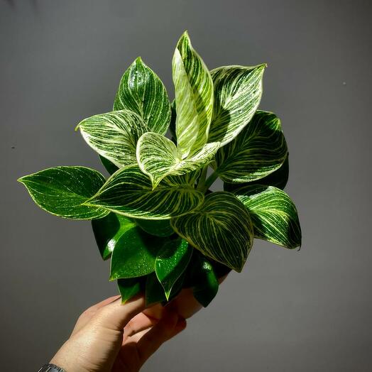 Филодендрон Биркин