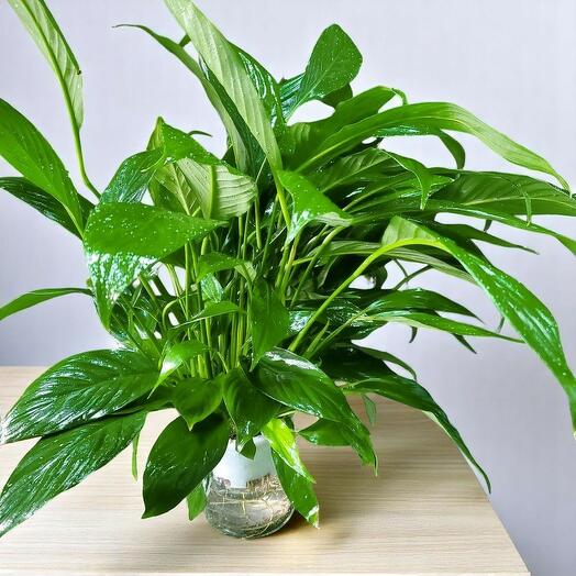 Elegant Peace Lily