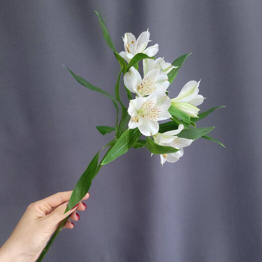 Альстромерия белая