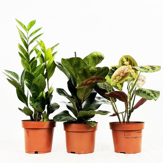 Набор - 3 растения: Замиокулькас, Фикус Лирата Бамбино, Маранта высота 30-40см