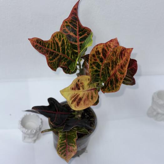 Кодеум Экселент