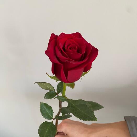 Роза «Экспловер»