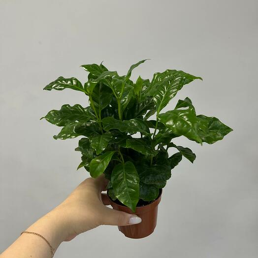 Кофейное дерево Арабика