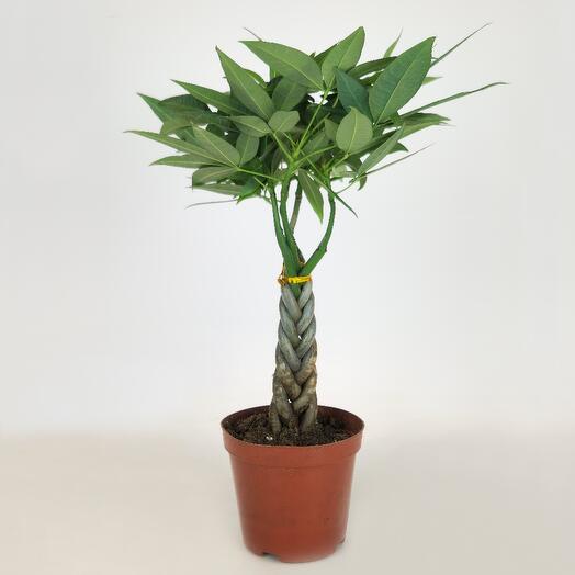 Пахира Акватика косичка (Дерево счастья), D-9