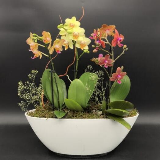 Орхидеи фаленопсис в композиции с сухоцветами в лодочке