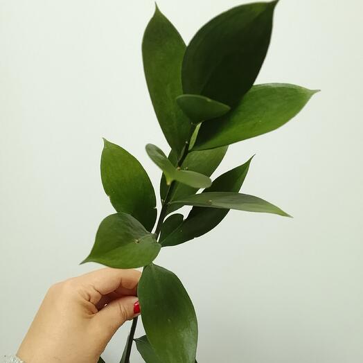 Рускус