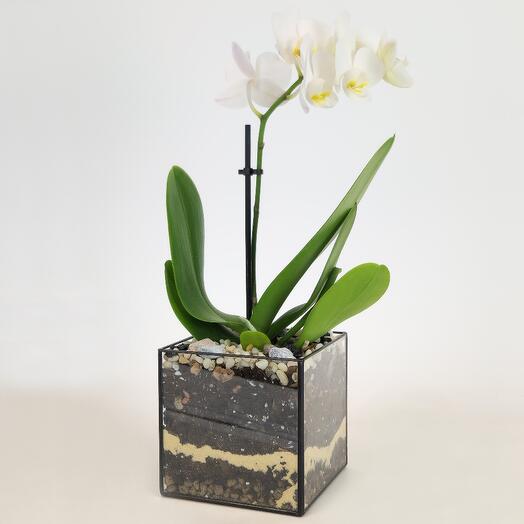 Орхидея белая в стекле (фаленопсис), D-9 см