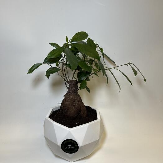 Бонсай Гинсенг в кашпо  d 25см h 35см