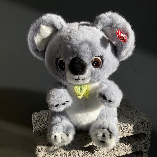 Коала средняя