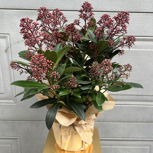 Skimmia