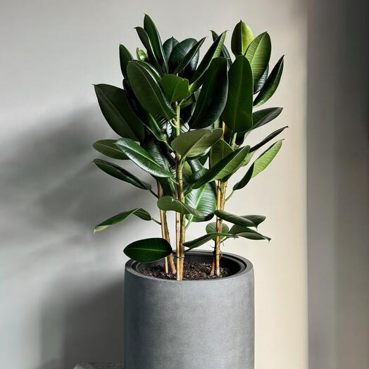 Фикус Эластика