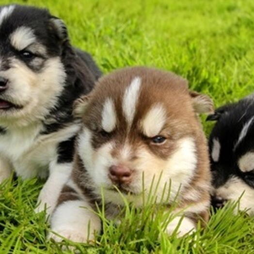 Подарочный сертификат «Посещение питомника ездовых собак» (2 часа, 1 человек)