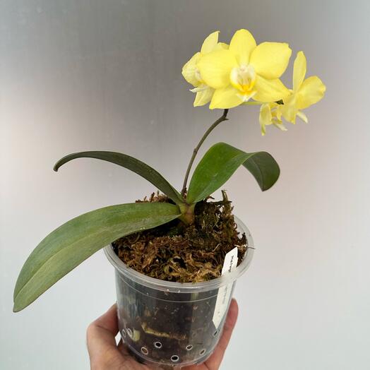 Фаленопсис Зеленый свет Phal.Fangmei Green Light  FM-1553 (отцвёл)