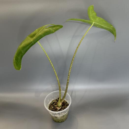 Алоказия Лонгилоба