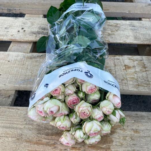 Розы кустовые пионовидные Кэти 40 см в пачке (15 шт)