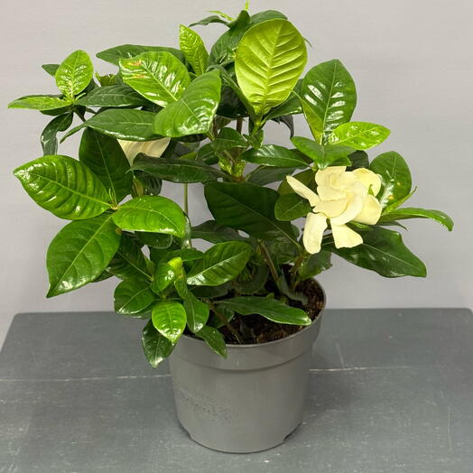 Комнатное растение -( без цветов!!!)Гардения Жасмин ☘️