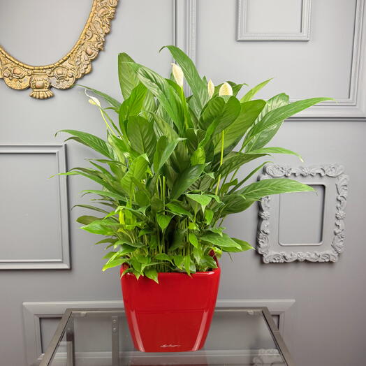 Спатифиллум женское счастье в премиум кашпо Lechuza, высота 55см