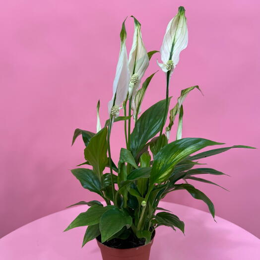 Спатифиллум