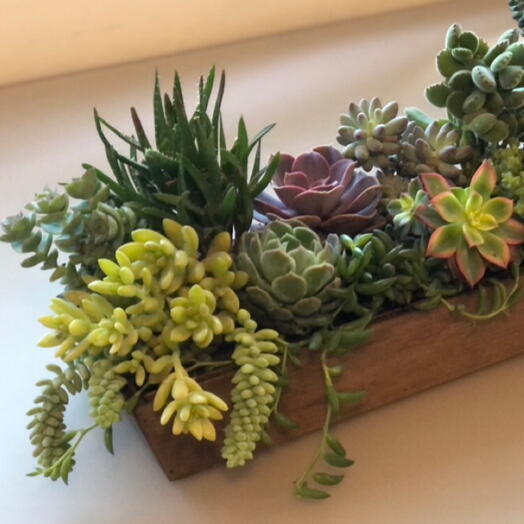 Suculenta Jardinera