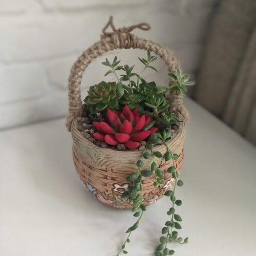 Яркий букет из суккулентов в корзинке