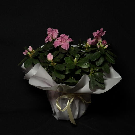 Азалия яркая