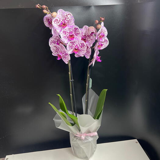 Фаленопсис сортовой