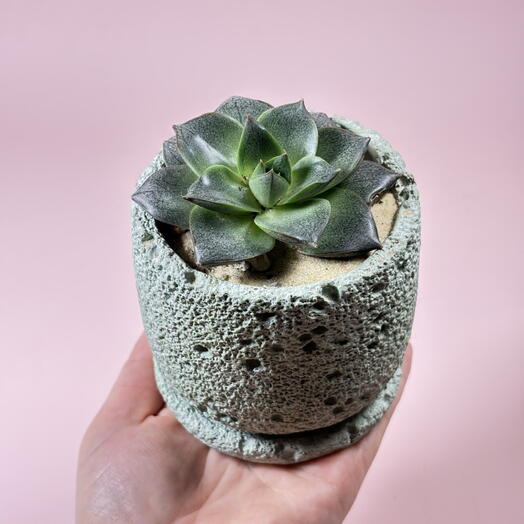 Суккулент в лунном кашпо ручной работы