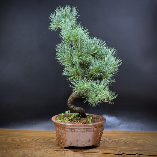Бонсай Сосна, 50 см, 30 лет