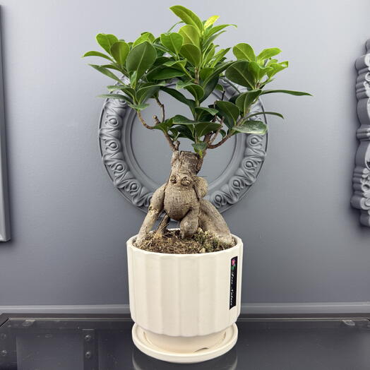 Комнатное растение Фикус бонсай в керамическом горшке D 13 Высота 35 см