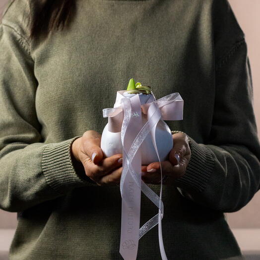 Луковица амариллиса в воске