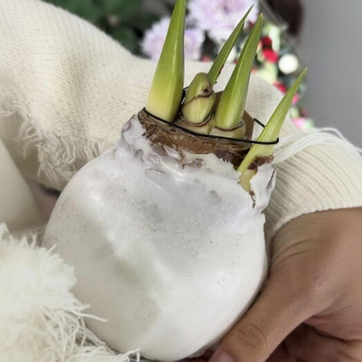 Луковица амариллиса в воске