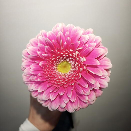 Гербера махровая