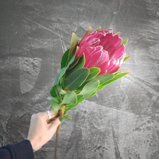 Интерьерные цветы