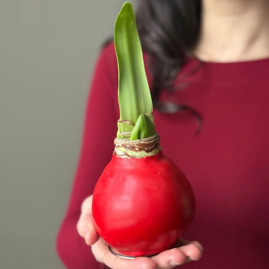 Амариллис в воске - чудо подарок