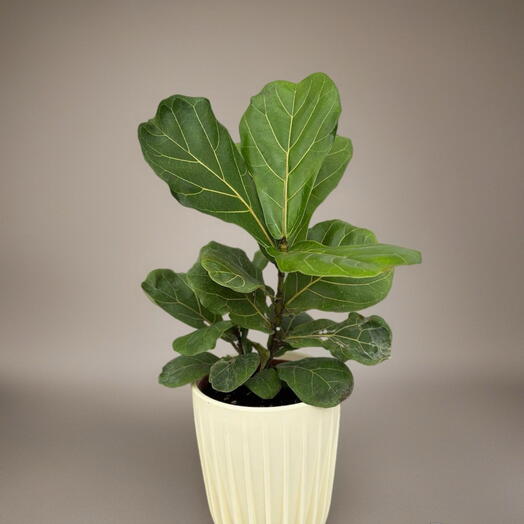 Фикус Лирата (FICUS LIRATA) 15/45
