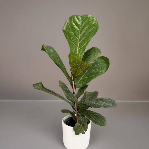 FICUS LYRATA