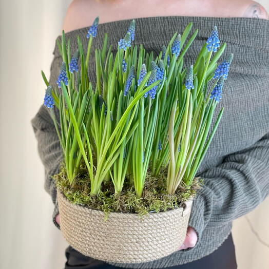 Весенняя композиция с мускари S