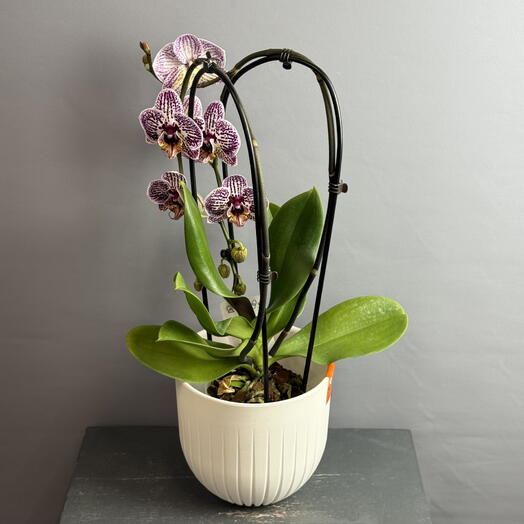 Шикарная крупноцветковая орхидея на дуге , белая с красивым узором и тигровым язычком в стильном белом кашпо  😍